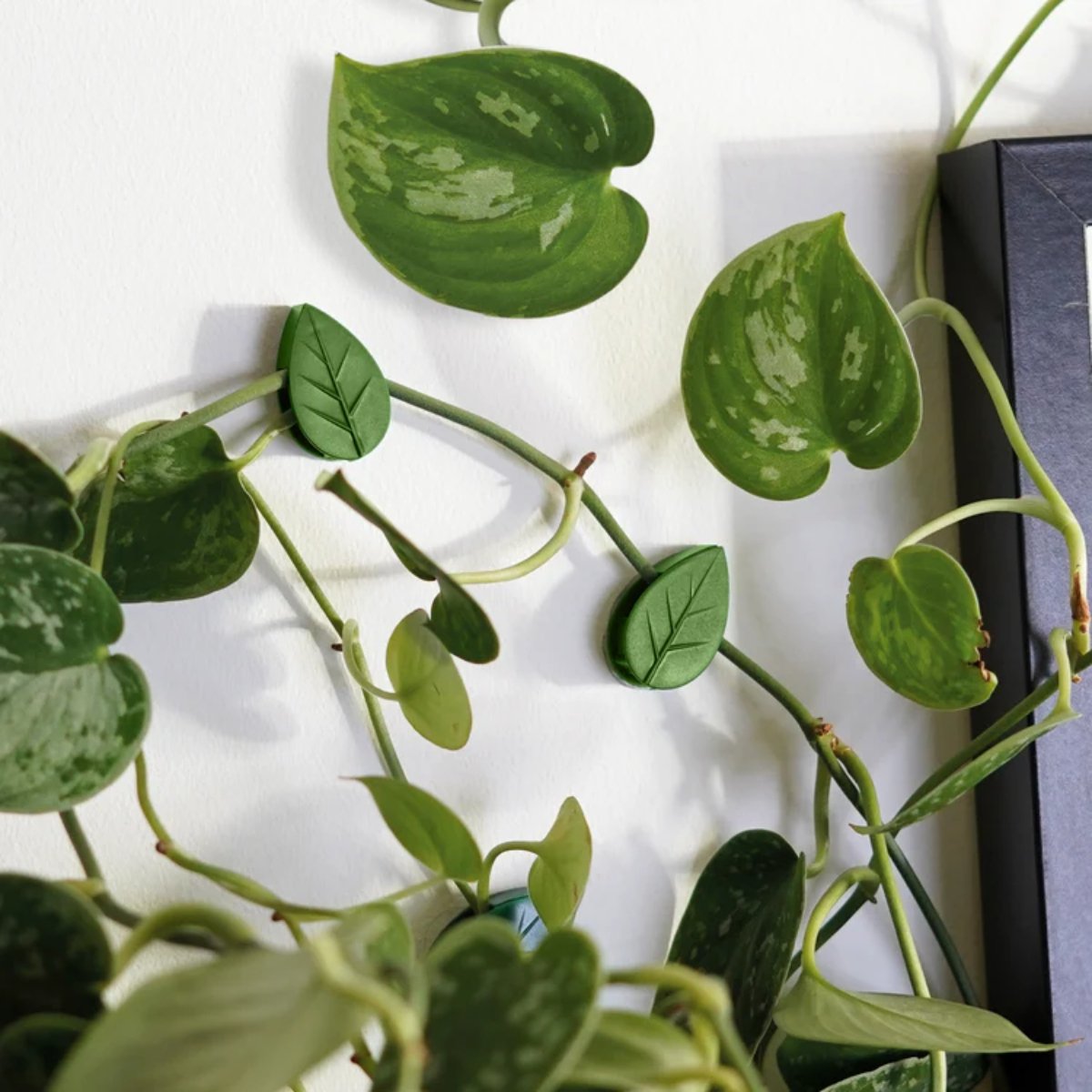 Houseplant Climbing Clips - Image 4